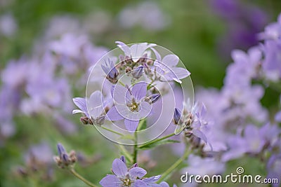 Milky bellflower Campanula lactiflora Loddon Anna, lilac flowers Stock Photo